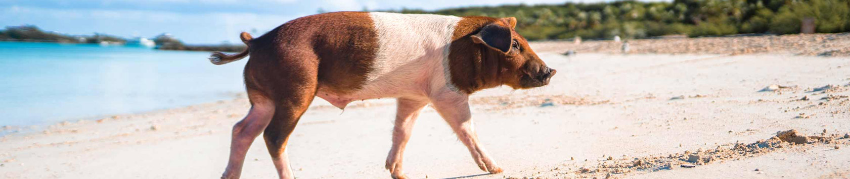 varkens-strand-curaçao-vakantie