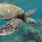 zwemmen met zeeschildpadden
