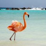 Aruba - Nederlands eiland caribisch gebied