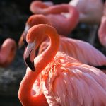 Dieren op curacao - Flamingo
