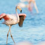 Flamingo op Curacao - dieren op curacao
