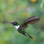 dieren op curacao - kolibri