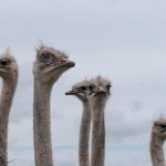 struisvogel boerderij Aruba Excursie
