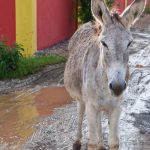 Bezienswaardigheden Bonaire: Donkey Sanctuary