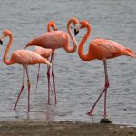 Bezienswaardigheid Bonaire: flamingo's spotten