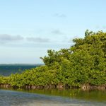 Bezienswaardigheden Bonaire: mangroves