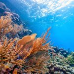 Bezienswaardigheden Bonaire: onderwaterwereld