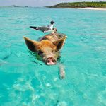 Zwemmen met varkens op de Bahama's
