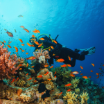 Persoon die aan het duiken is bij koraalriffen en vissen
